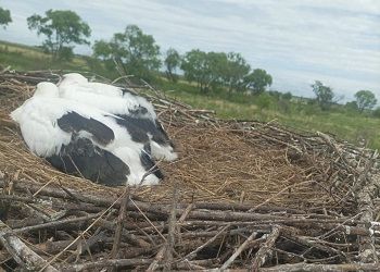 Амурчан призывают не трогать «одиноких» аистят