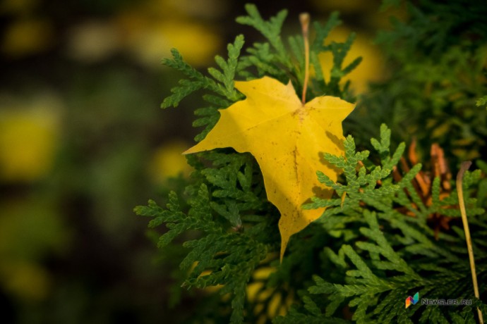 Выходные в Кирове будут пасмурными Выходные в Кирове будут пасмурными