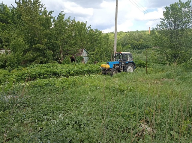 В Саранске продолжают уничтожать заросли борщевика Сосновского