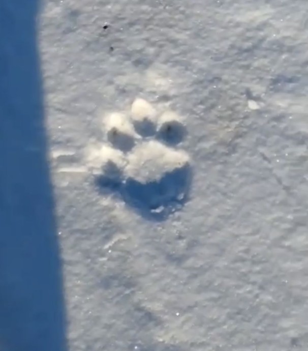 Опасный хищник в селе: тигр прогулялся среди жилых домов В Приморье Опасный хищник в селе: тигр прогулялся среди жилых домов В Приморье