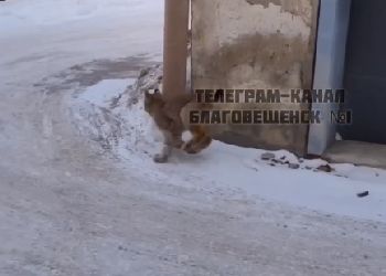 Соцсети: рысь заметили в Благовещенске
