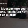 Глава Московского зоопарка показала, как панда Катюша играет со снегом
