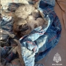 При разборе здания в Дагестане тульские спасатели нашли 3 котят