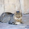 Козерогам лучше молчать о своих планах, Скорпионы отступят от канонов