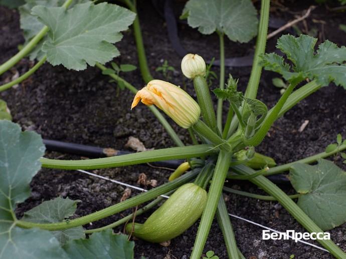 В Белгородской области на поддержку аграриев направят 370 млн рублей