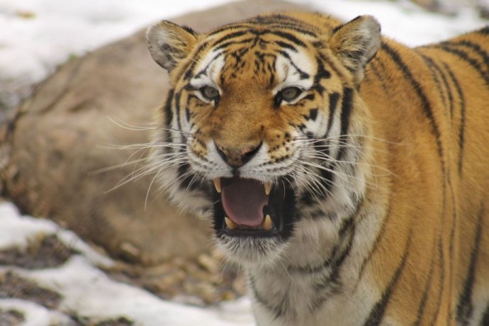 Второй случай за сутки: в приморском селе тигр утащил собаку Второй случай за сутки: в приморском селе тигр утащил собаку