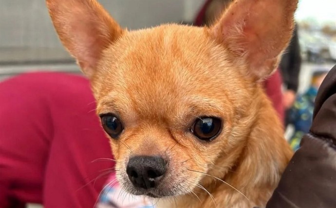 Почти 16 тысяч собак и более 8 тысяч кошек зарегистрировали на Сахалине Почти 16 тысяч собак и более 8 тысяч кошек зарегистрировали на Сахалине