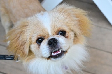 Правила содержания и выгула домашних животных обновили в столице