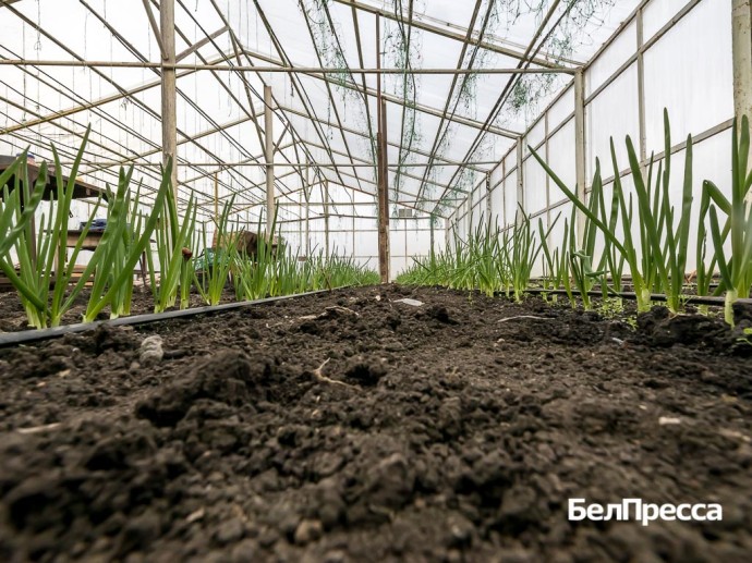 «Работали и не жаловались». Красненская семья больше 20 лет развивает фермерское хозяйство