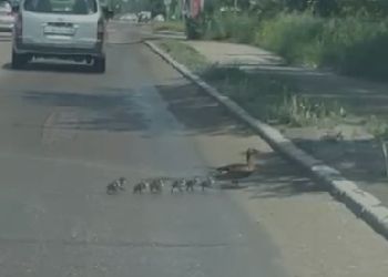 Маму-утку с птенцами встретили на оживленной дороге в Благовещенске