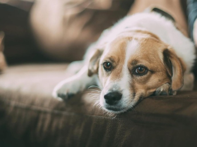 Беременность есть, а щенков не будет: как распознать фантомные роды у питомца Беременность есть, а щенков не будет: как распознать фантомные роды у питомца