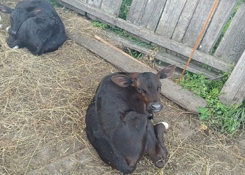 Редкие для коров двойняшки родились в Белогорском округе Редкие для коров двойняшки родились в Белогорском округе