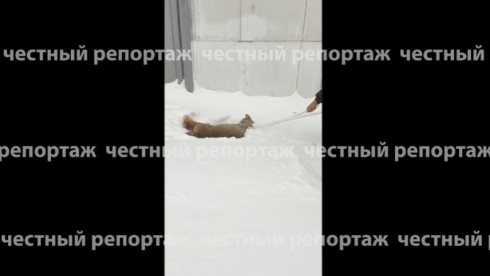 В Башкирии на территории детского лагеря на девочку напала рысь