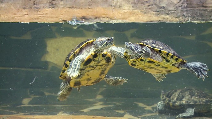 «Неудобные» питомцы: чем опасна продажа красноухих черепах «Неудобные» питомцы: чем опасна продажа красноухих черепах