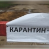 Новый очаг бешенства выявили в Алтайском крае