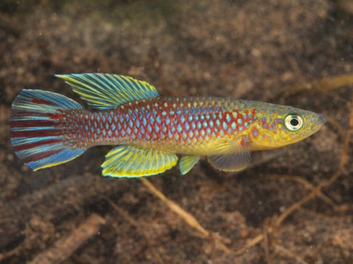 В Боливии нашли живую рыбу Moema claudiae после 20 лет поисков — соавтор Литц