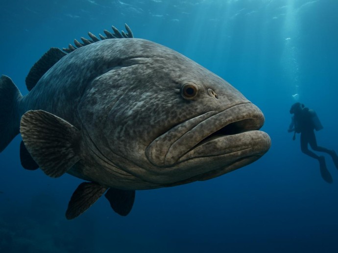 Гигантский люциан достигает 2,5 метра и более 400 кг — подтвердили учёные Гигантский люциан достигает 2,5 метра и более 400 кг — подтвердили учёные