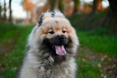 Человеческое восприятие собачьих эмоций