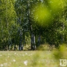 Акулина Гречишница, 26 июня: что можно и нельзя делать, приметы
