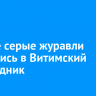 Редкие серые журавли вернулись в Витимский заповедник