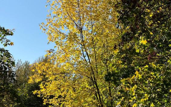 В Курской области за незаконную ёлку в лесу придётся заплатить около 7 тысяч рублей В Курской области за незаконную ёлку в лесу придётся заплатить около 7 тысяч рублей