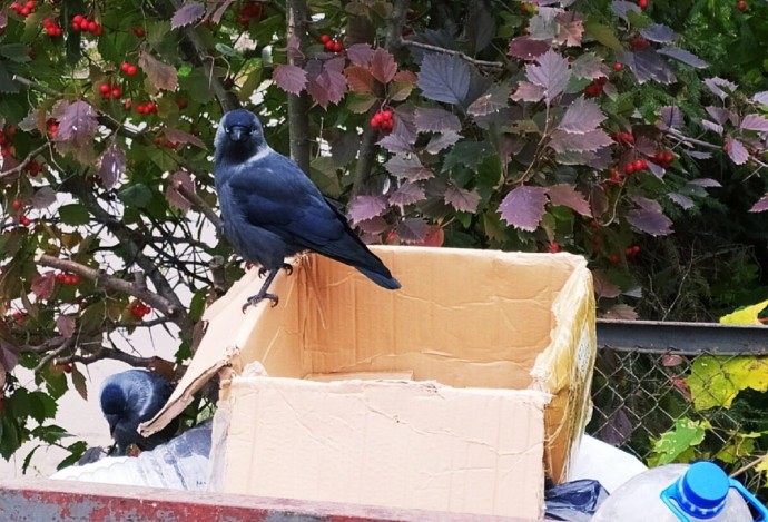 Стало известно, почему водители мусоровозов с ужасом ждут зимы в Костроме 