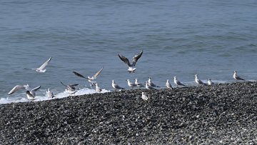 Суд рассмотрит иск к курортной организации из-за нападения чаек на туристку Суд рассмотрит иск к курортной организации из-за нападения чаек на туристку