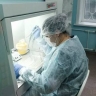 Более 100 тысяч проб крови животных проверят на бруцеллез в Приамурье