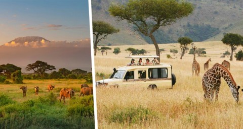 При посадке самолёт с туристами столкнулся с жирафом