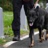 Детям и пьяным могут запретить выгуливать крупных собак