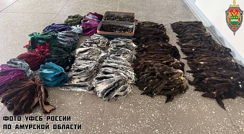 Из Благовещенска в Китай пытались вывезти пушнины на шесть миллионов Из Благовещенска в Китай пытались вывезти пушнины на шесть миллионов