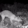 В Приамурье фотоловушка сняла лиса, поймавшего косуленка