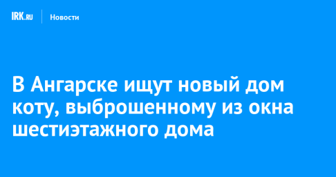 В Ангарске ищут новый дом коту, выброшенному из окна шестиэтажного дома