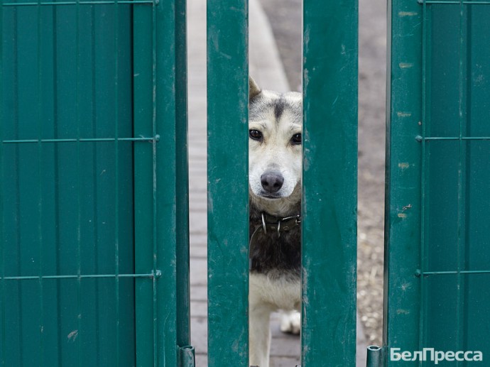 За закрытыми дверями. Почему общественникам ограничили вход в приют для животных в Губкине