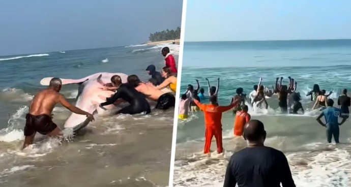 Гигантскую акулу выбросило на пляж Кералы: туристы развернули борьбу по спасению животного Гигантскую акулу выбросило на пляж Кералы: туристы развернули борьбу по спасению животного