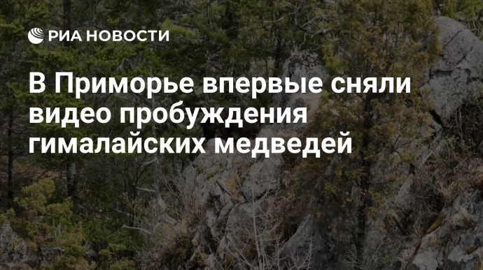 В Приморье впервые сняли видео пробуждения гималайских медведей