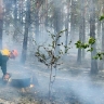 В Бурятии растёт число лесных пожаров