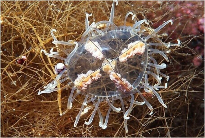 «Будто били крапивой»: беременная пережила адскую боль после укуса медузы во Владивостоке