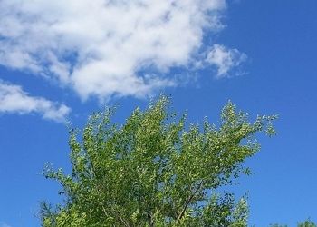 Июнь не принесет Приамурью погодных аномалий