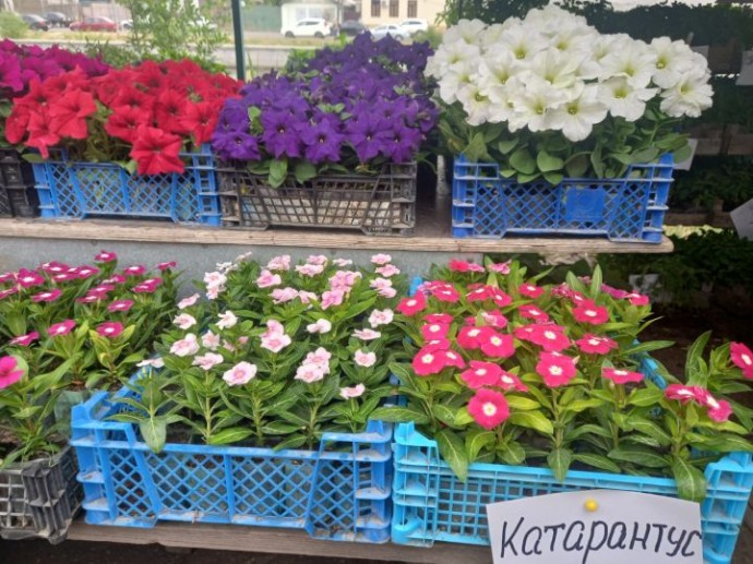 Какие цветы подойдут для сада каждому знаку зодиака