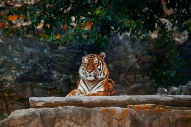 Москвичам напомнили об онлайн-трансляциях из зоопарка
