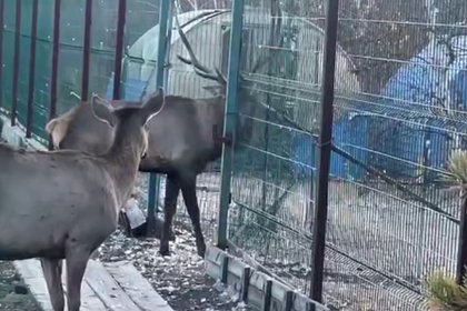 В российском зоопарке изюбрь насмерть проткнул рогами мужчину на глазах у детей