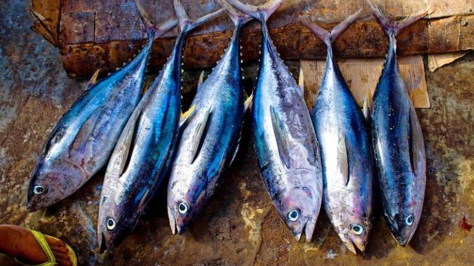 Веневское РАЙПО предостережено за оборот рыбы с аннулированными документами