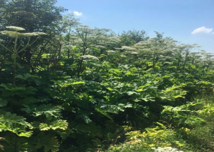 В Некрасовском округе суд вынес решение об изъятии земельного участка из-за зарослей борщевика В Некрасовском округе суд вынес решение об изъятии земельного участка из-за зарослей борщевика