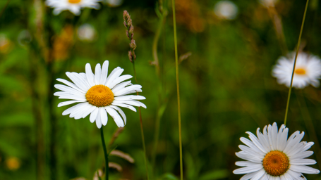 Ромашки расцвели на юго-востоке Москвы в конце октября