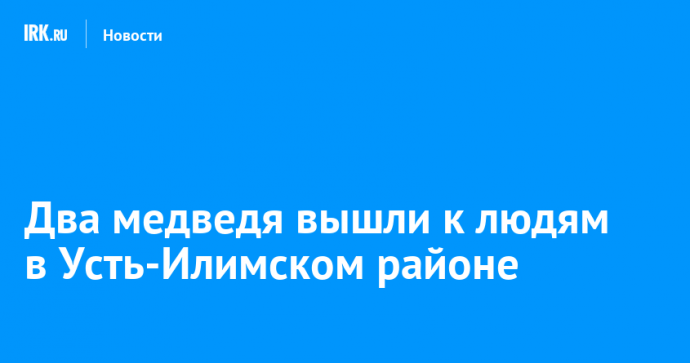 Два медведя вышли к людям в Усть-Илимском районе