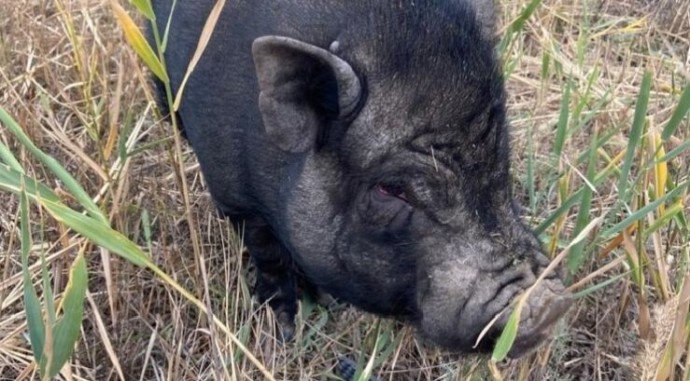 Милота года: как животные и птицы стали героями астраханских новостей