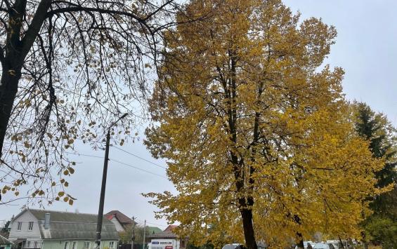 В Курске задержали иностранца, который пытался скрыться от полиции на дереве