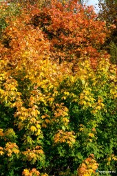 Известен прогноз погоды в Кирове на неделю 17-23 ноября