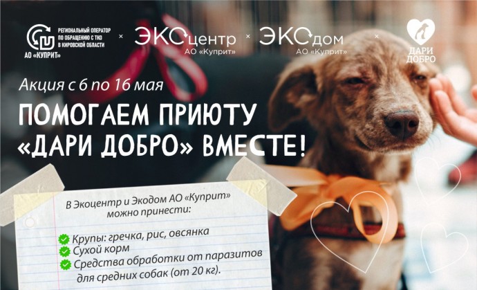 Кировчан приглашают помочь бездомным животным